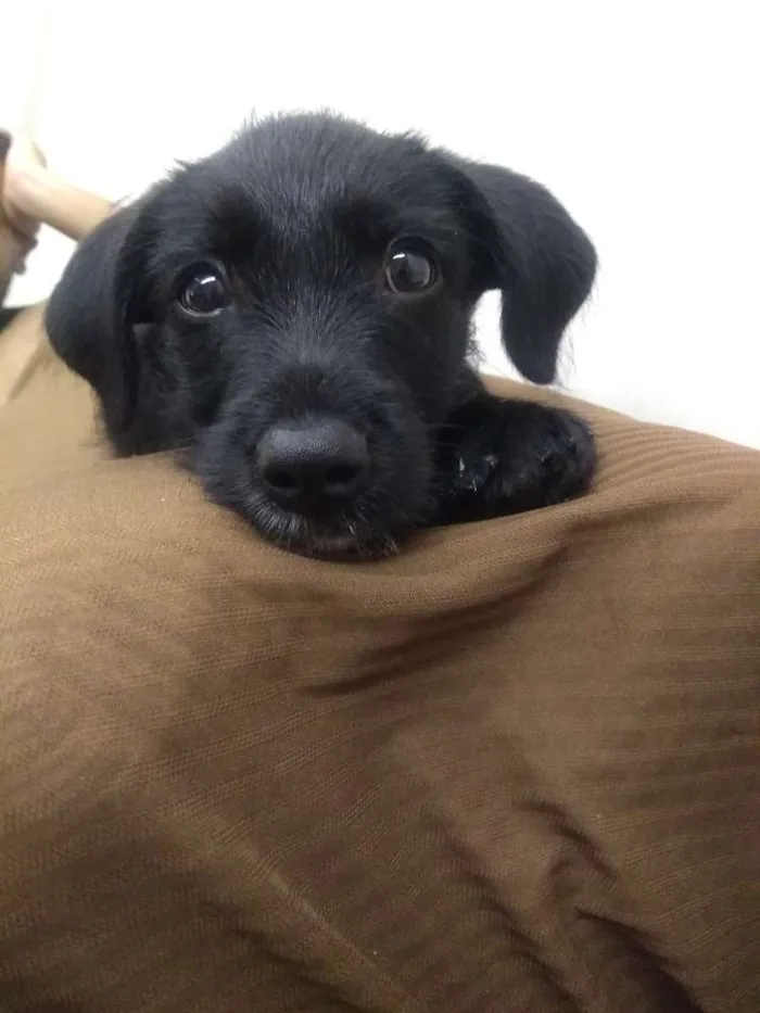 Cachorro ra a SRD idade 2 a 6 meses nome Odara