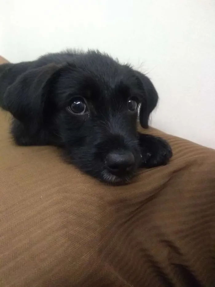 Cachorro ra a SRD idade 2 a 6 meses nome Odara