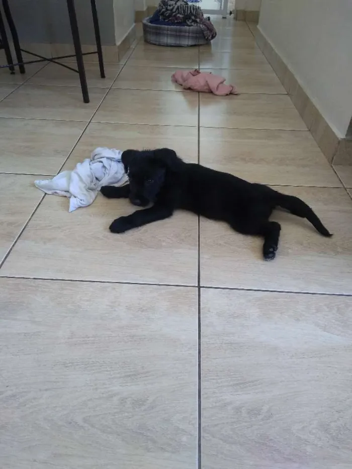 Cachorro ra a SRD idade 2 a 6 meses nome Odara