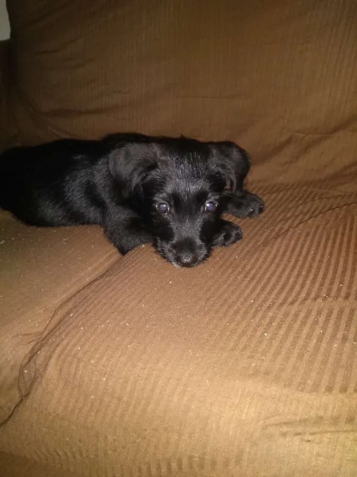 Cachorro ra a SRD idade 2 a 6 meses nome Odara