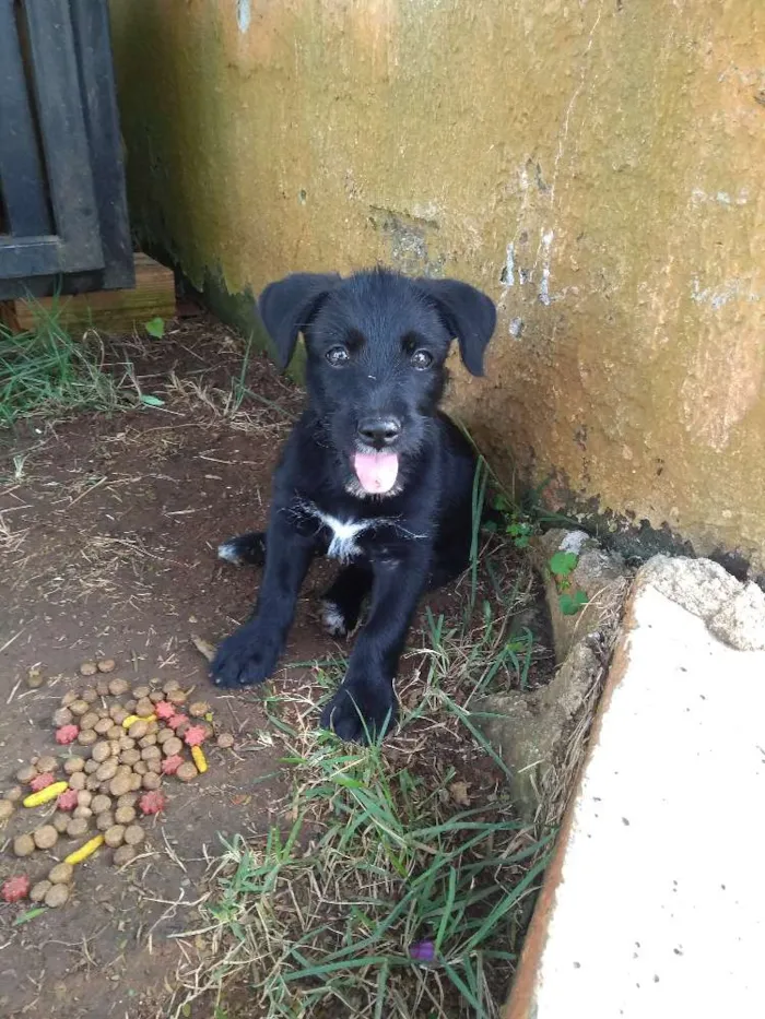 Cachorro ra a SRD idade 2 a 6 meses nome Odara