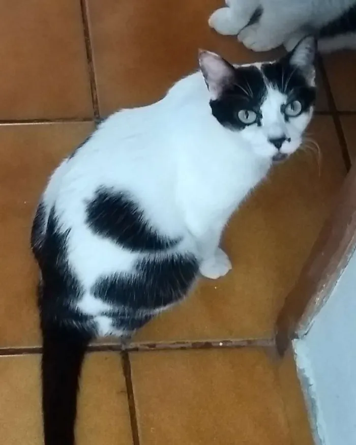 Gato ra a Sem raça definida idade 6 ou mais anos nome Lucky