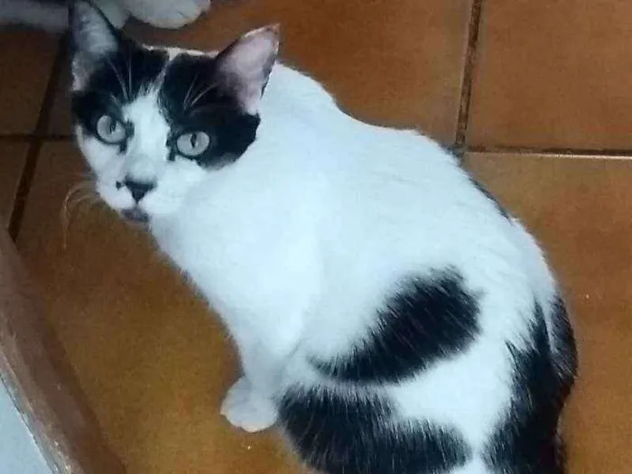 Gato ra a Sem raça definida idade 6 ou mais anos nome Lucky