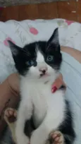 Snape e minerva