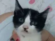 Snape e minerva