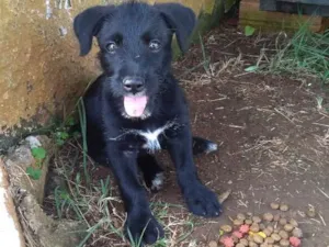 Cachorro raça SRD idade 2 a 6 meses nome Odara