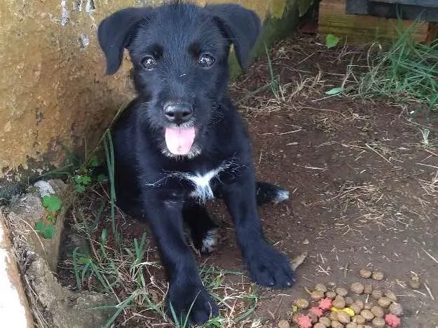 Cachorro ra a SRD idade 2 a 6 meses nome Odara