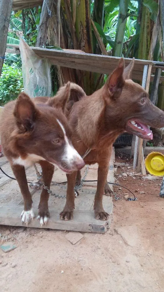 Cachorro raça Indefinida idade 1 ano nome Hanna e Mel