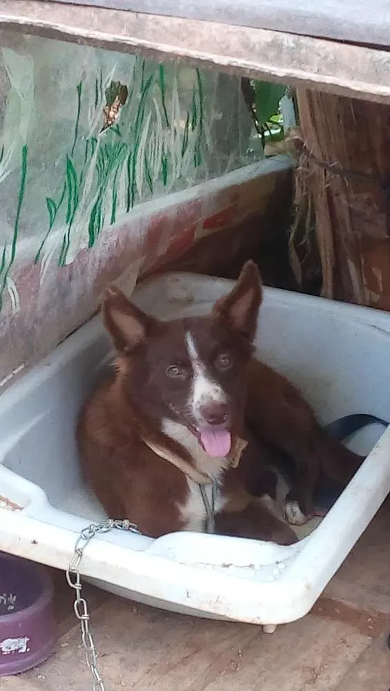 Cachorro raça Indefinida idade 1 ano nome Hanna e Mel