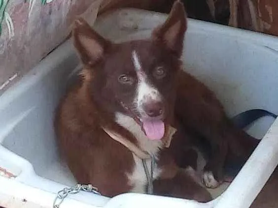 Cachorro raça Indefinida idade 1 ano nome Hanna e Mel