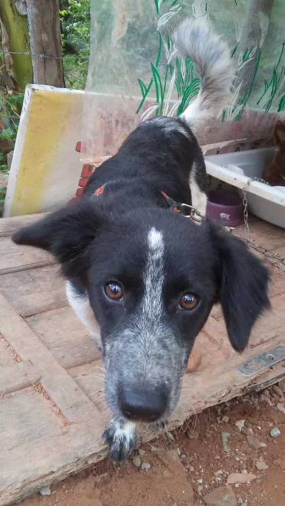 Cachorro raça Indefinida idade 1 ano nome Hanna e Mel