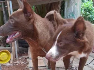 Cachorro raça Indefinida idade 1 ano nome Hanna e Mel