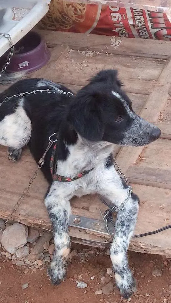 Cachorro raça Indefinida idade 1 ano nome Urso