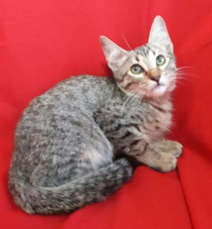 Gato ra a SEM RAÇA DEFINIDA.  idade 2 a 6 meses nome SEM NOME