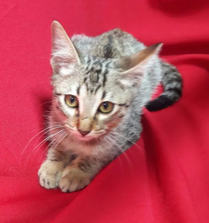 Gato ra a SEM RAÇA DEFINIDA.  idade 2 a 6 meses nome SEM NOME