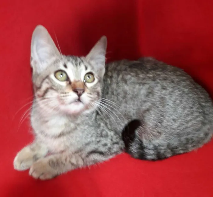 Gato ra a SEM RAÇA DEFINIDA.  idade 2 a 6 meses nome SEM NOME