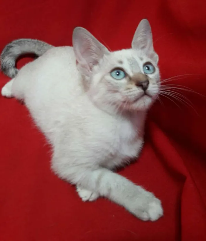 Gato ra a SEM RAÇA DEFINIDA.  idade 2 a 6 meses nome SEM NOME.