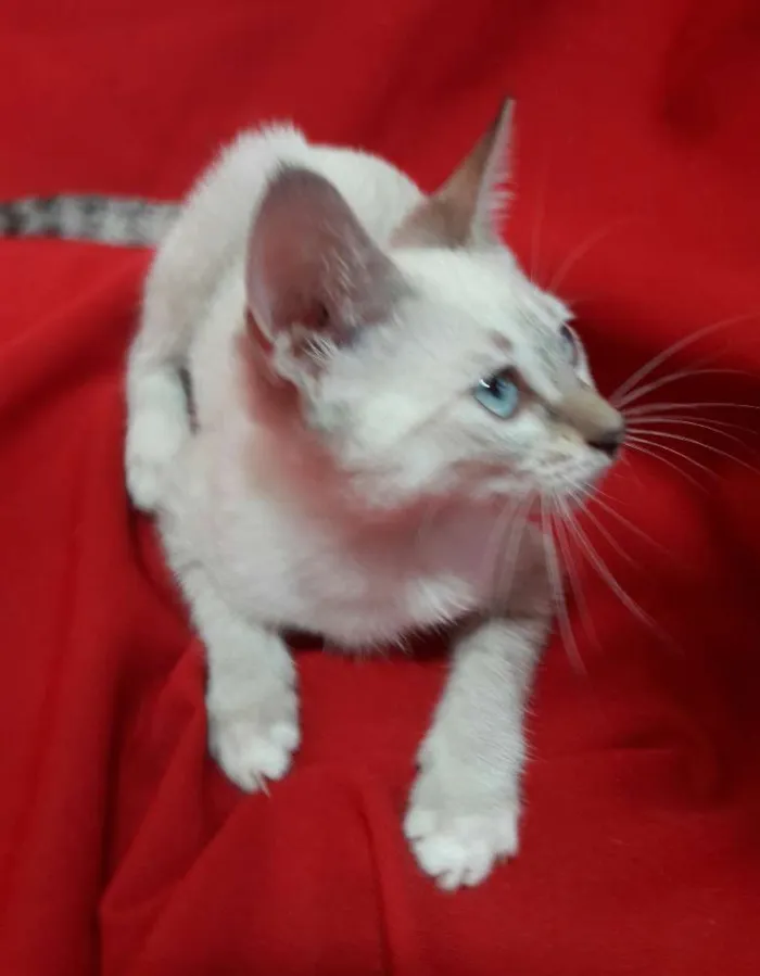 Gato ra a SEM RAÇA DEFINIDA.  idade 2 a 6 meses nome SEM NOME.