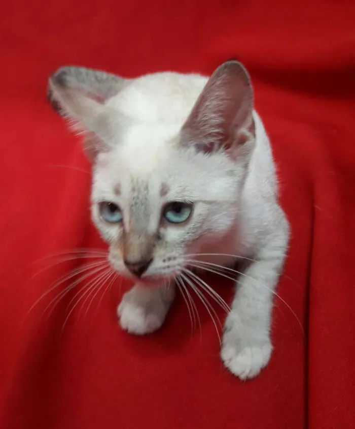 Gato ra a SEM RAÇA DEFINIDA.  idade 2 a 6 meses nome SEM NOME.