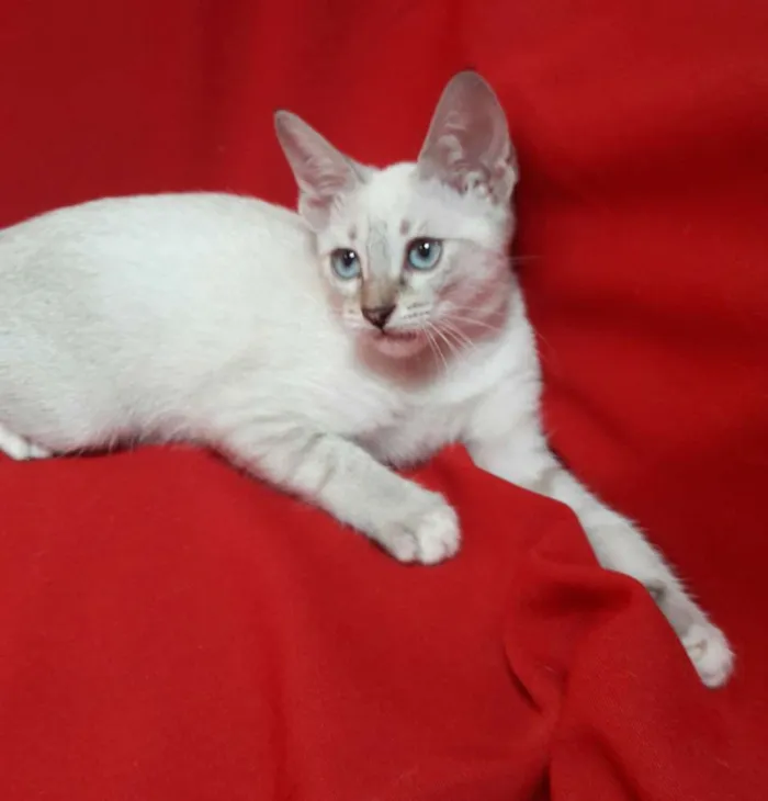 Gato ra a SEM RAÇA DEFINIDA.  idade 2 a 6 meses nome SEM NOME.