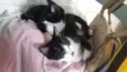 Fofinhos