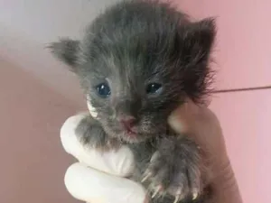 Gato raça Gato idade Abaixo de 2 meses nome Fêmea e macho