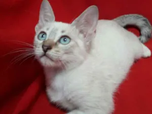 Gato raça SEM RAÇA DEFINIDA.  idade 2 a 6 meses nome SEM NOME.