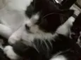 Fofinhos