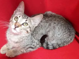 Gato raça SEM RAÇA DEFINIDA.  idade 2 a 6 meses nome SEM NOME