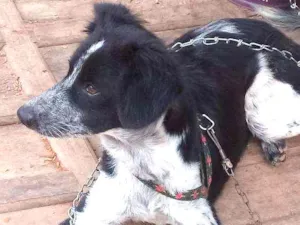 Cachorro raça Indefinida idade 1 ano nome Urso