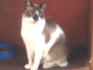 Gato raça Sem raça definida idade 3 anos nome Gatinhos do Terreno 