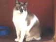 Gatinhos do Terreno