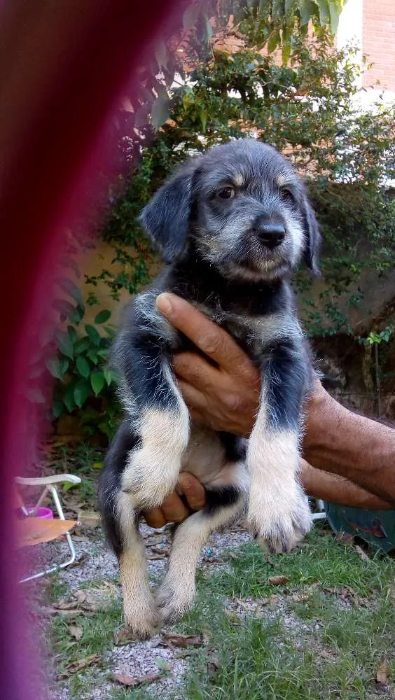 Cachorro ra a Vira lata idade Abaixo de 2 meses nome Não tem nome