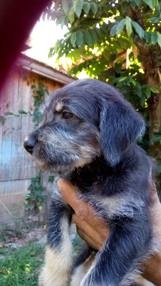 Cachorro ra a Vira lata idade Abaixo de 2 meses nome Não tem nome