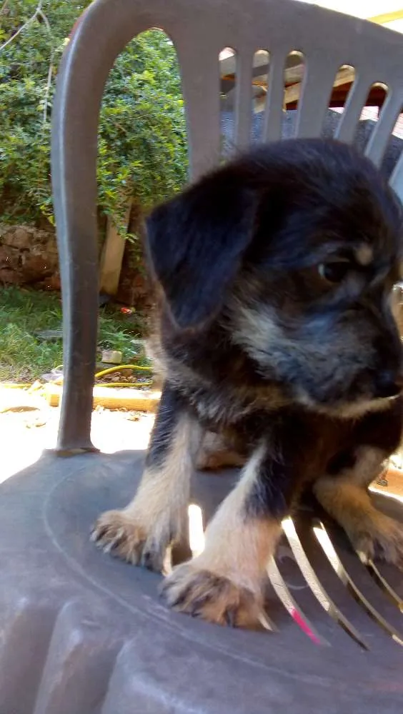 Cachorro ra a Vira lata idade Abaixo de 2 meses nome Não tem nome