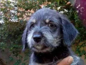 Cachorro raça Vira lata idade Abaixo de 2 meses nome Não tem nome