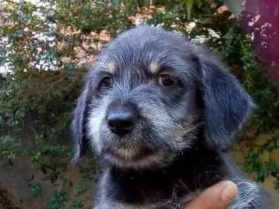 Cachorro ra a Vira lata idade Abaixo de 2 meses nome Não tem nome