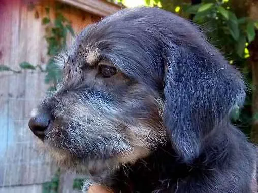 Cachorro ra a Vira lata idade Abaixo de 2 meses nome Não tem nome