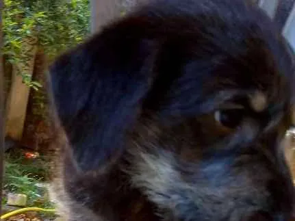 Cachorro ra a Vira lata idade Abaixo de 2 meses nome Não tem nome