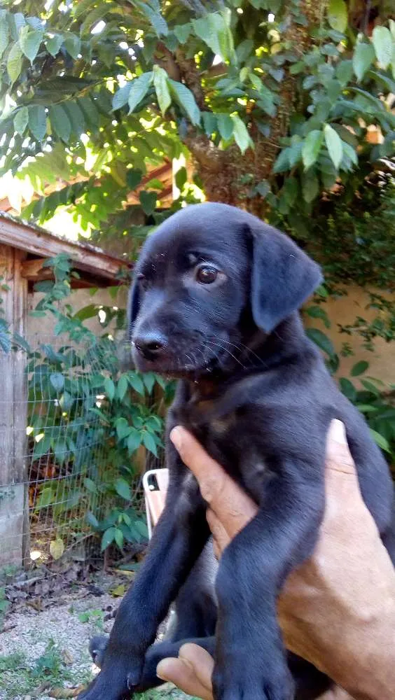 Cachorro ra a Vira lata idade Abaixo de 2 meses nome Não tem nome