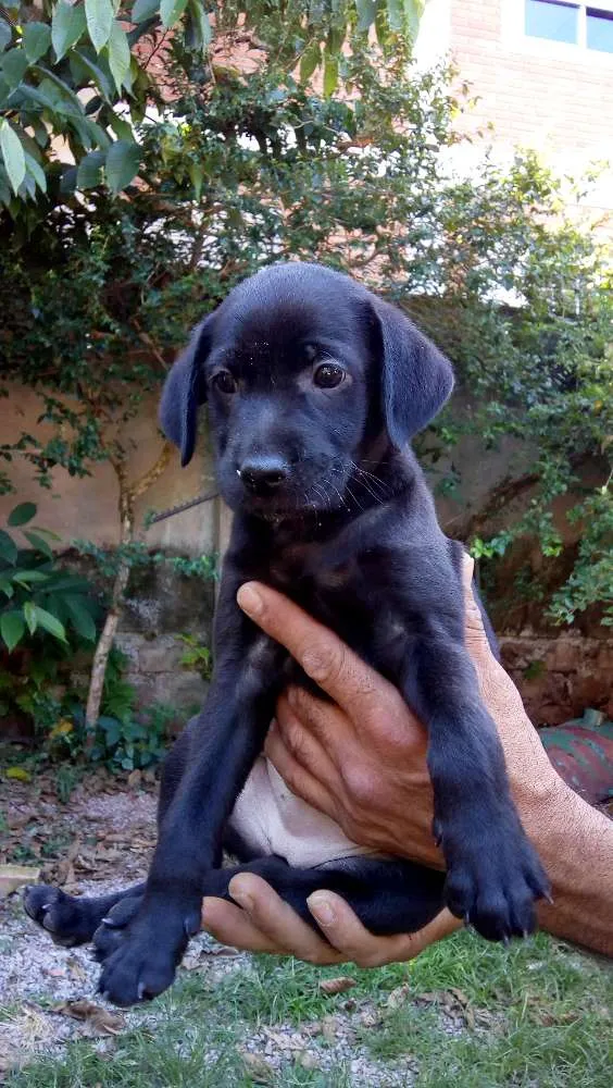 Cachorro ra a Vira lata idade Abaixo de 2 meses nome Não tem nome
