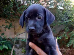 Cachorro raça Vira lata idade Abaixo de 2 meses nome Não tem nome