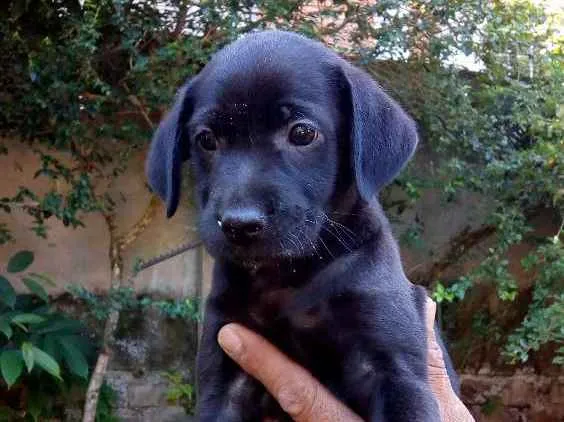 Cachorro ra a Vira lata idade Abaixo de 2 meses nome Não tem nome