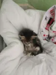 Bebe 