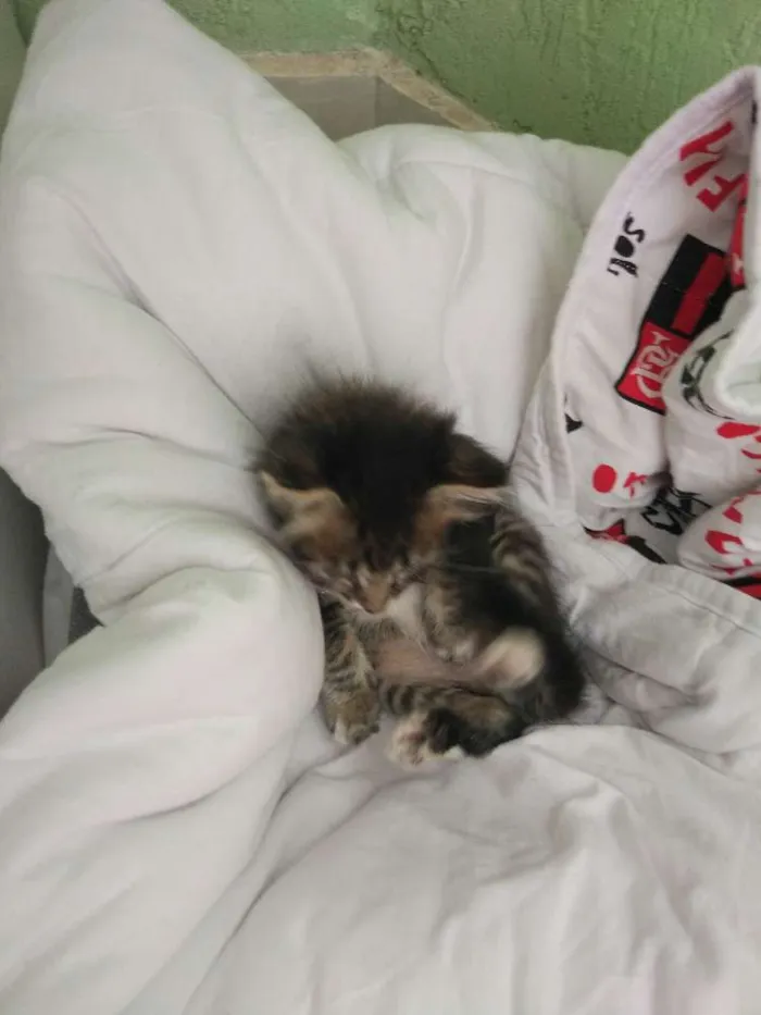Gato ra a  idade Abaixo de 2 meses nome Bebe 