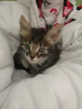Bebe 