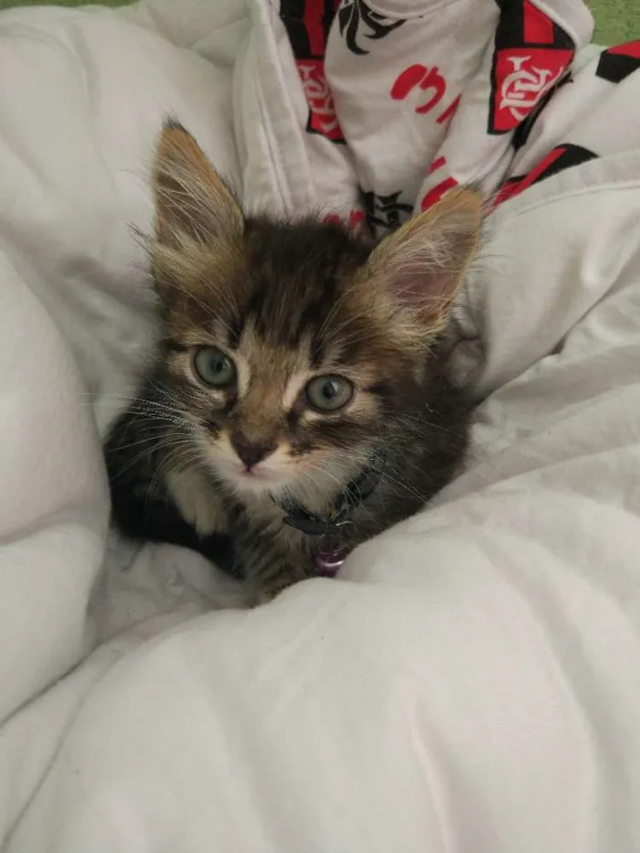 Gato ra a  idade Abaixo de 2 meses nome Bebe 
