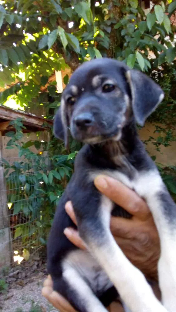 Cachorro ra a Vira lata idade Abaixo de 2 meses nome Não tem nome