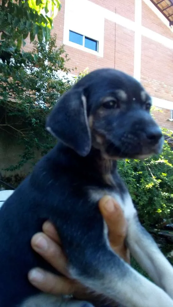 Cachorro ra a Vira lata idade Abaixo de 2 meses nome Não tem nome