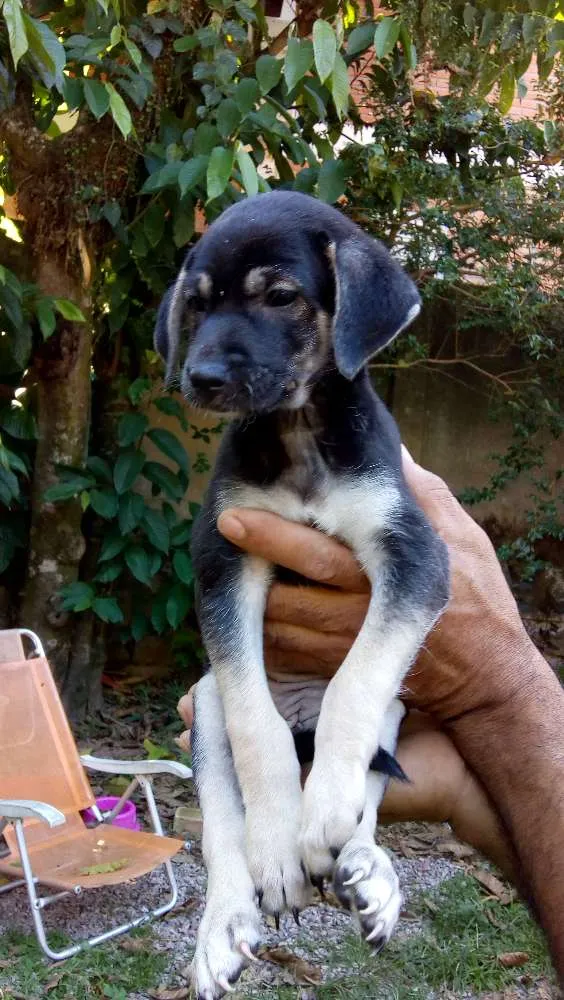 Cachorro ra a Vira lata idade Abaixo de 2 meses nome Não tem nome